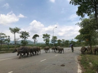 Vùng lõi đô thị vệ tinh Hòa Lạc: Nhiều đại dự án hoang hóa, khó khăn