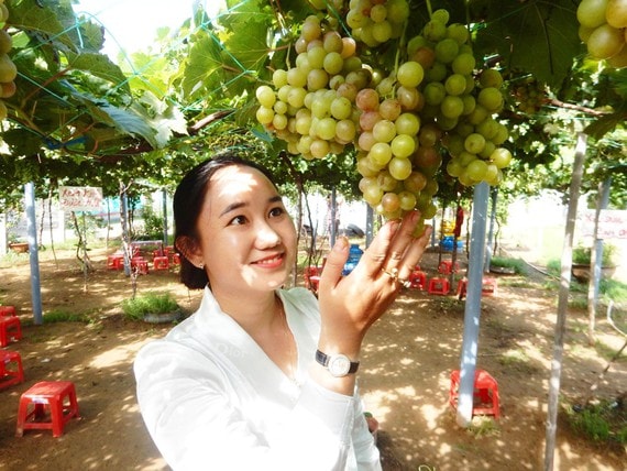 Chị Trần Thị Thúy bên vườn nho của mình