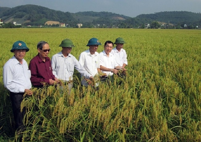 Gạo nếp cái hoa vàng của xã Hà Long đã tạo được thương hiệu và đem lại giá trị kinh tế cao 