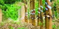Chủ tịch Hoàng Anh Gia Lai: 