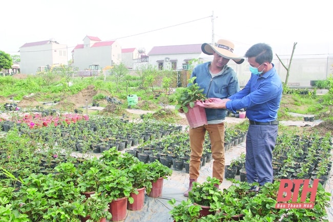 Mô hình phát triển khởi nghiệp của thanh niên xã Nga Thạch (Nga Sơn). Ảnh: Khánh Phương