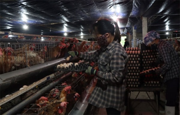Trang trại của HTX Như Gia là mô hình chăn nuôi gà quy mô lớn nhất hiện nay ở huyện Cẩm Xuyên. Ảnh: Võ Dũng.