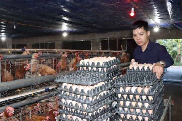 Mô hình này tiên phong áp dụng quy trình nuôi khép kín, tự động và đưa giống gà mới vào sản xuất. Ảnh: Võ Dũng.