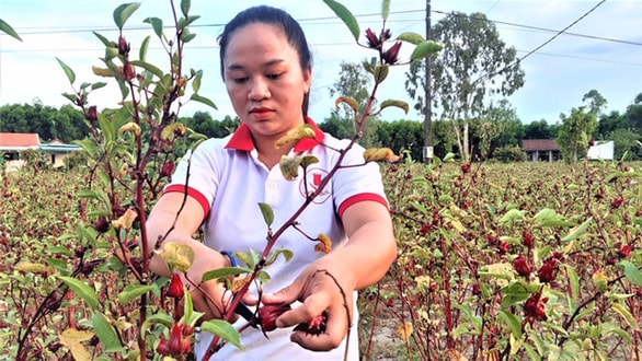 Chị Hiền thu hoạch hoa atiso đỏ - Ảnh: Đức Tài