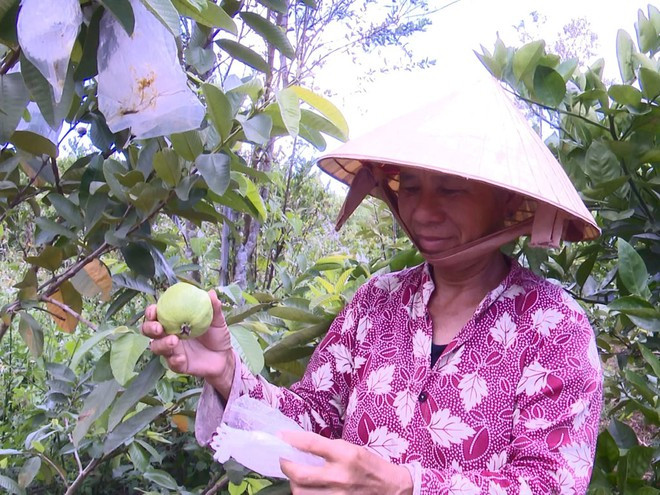 Vườn ổi nhà bà Thúy ít sâu bệnh, ngon ngọt nhờ áp dụng mô hình nông sản sạch; Ảnh Đức Huy