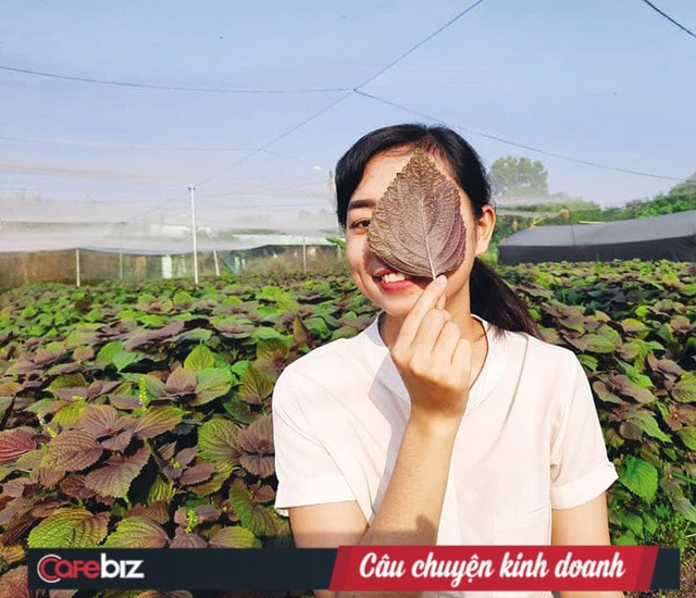 Chị Nguyễn Ngọc Hương trên vùng trồng của mình.