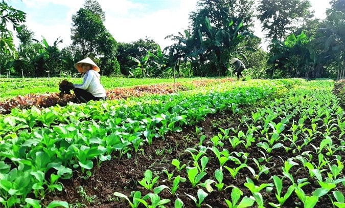 Nông nghiệp hữu cơ được nhiều bạn trẻ lựa chọn để khởi nghiệp