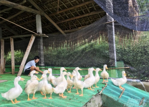 Anh Đặng Văn Vui, xóm Tân Sơn, xã La Bằng (huyện Đại Từ, Thái Nguyên) đầu tư nuôi vịt trên sàn lưới. Ảnh: Đồng Văn Thưởng.