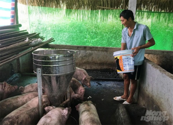 Chăn nuôi đàn lợn bằng nguồn thức ăn thiên nhiên. Ảnh: Đồng Văn Thưởng.