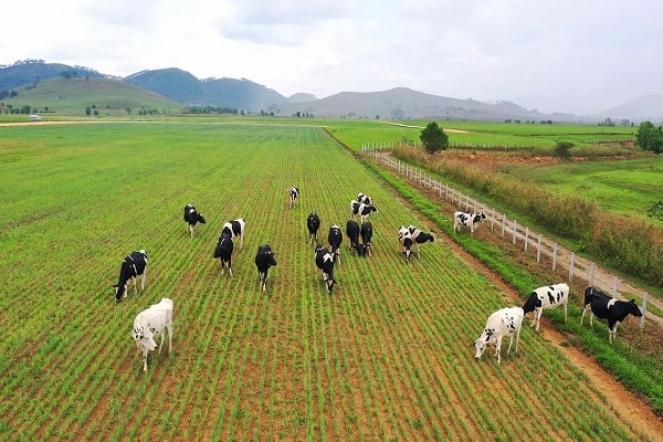 Tổ hợp trang trại bò sữa Organic của Vinamilk với quy mô 24.000 con tọa lạc trên cao nguyên Xiêng Khoảng (Lào).