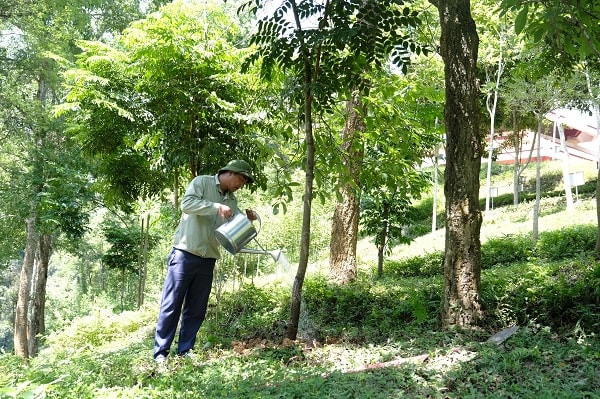 Tại khu di tích lịch sử Pác Bó, Cao Bằng, cây xanh do Chương trình Quỹ “1 triệu cây xanh cho Việt Nam” trồng tặng luôn được chăm sóc cẩn thận, chu đáo.