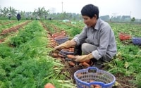 Bắc Ninh: Nâng cao giá trị cho nông sản từ thương hiệu, nhãn hiệu