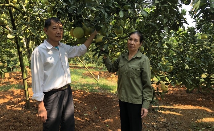 Bà Phùng Thị Thơ (đứng bên phải) bên vườn bưởi Diễn sai trĩu quả của gia đình.