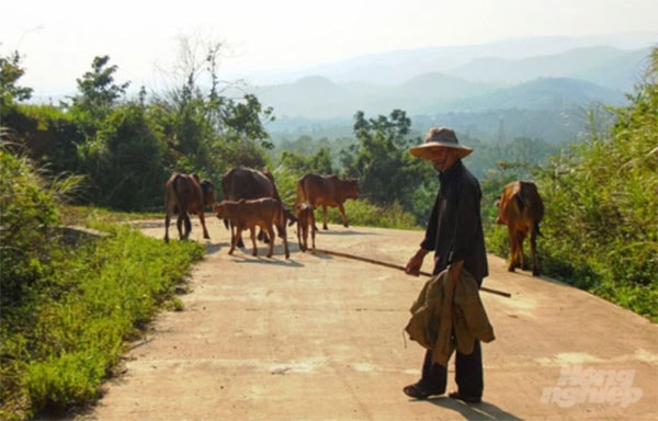 Người dân đang dần từ bỏ lối chăn nuôi bò thả rông truyền thống. Ảnh: Công Điền.