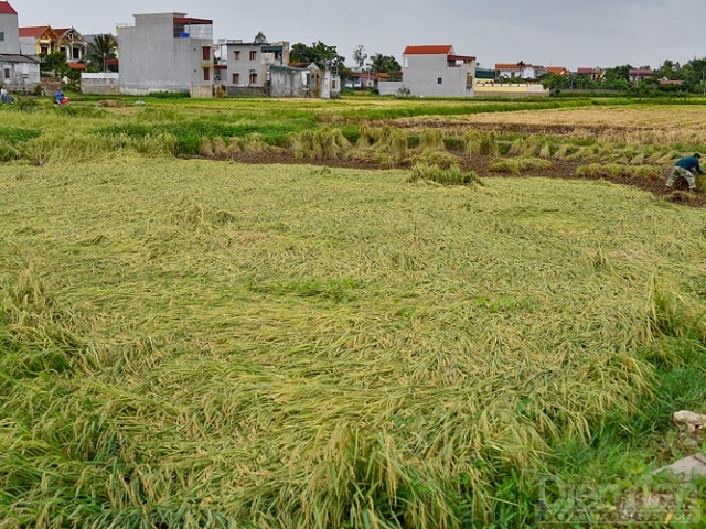 Những vùng lúa gặp gió 