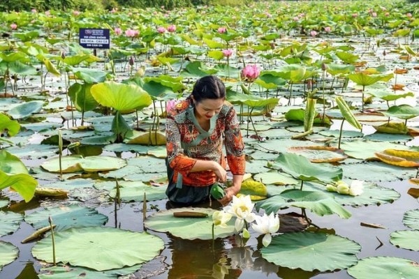 Chị Diệu Huyền không ngại đầm mình trong bùn, quyết khởi nghiệp với sen trắng.