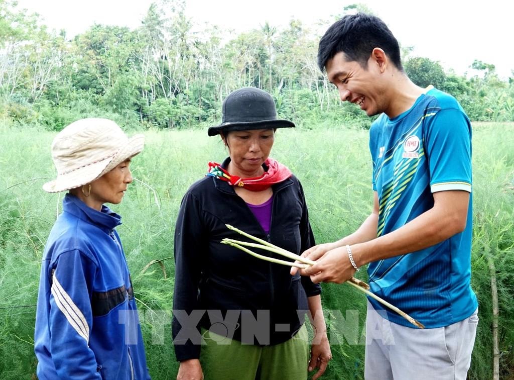 Anh Võ Mạnh Tú đánh giá chất lượng măng tây sau thu hoạch. Ảnh: Lê Ngọc Phước-TTXVN