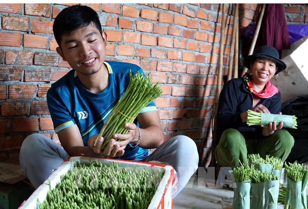 Anh Võ Mạnh Tú phân loại măng tây trước khi xuất bán. Ảnh: Lê Ngọc Phước-TTXVN