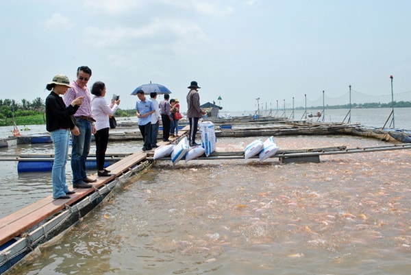 Nhiều cơ sở nuôi thủy sản lồng bè tại khu vực ĐBSCL chưa được cấp mã số quản lý.