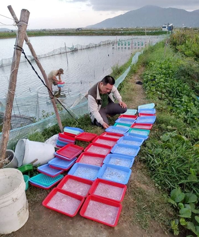 Anh Nguyễn Văn Nghĩa đang kiểm tra mô hình ương cua nguyên liệu. Ảnh: Phương Nga