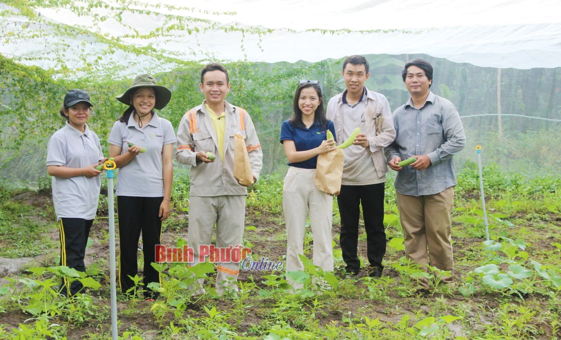 Trần Mạc Vân Anh (thứ 3 từ phải qua) cùng các thành viên của dự án trực tiếp tới vườn hỗ trợ nông dân trồng và thu mua nông sản