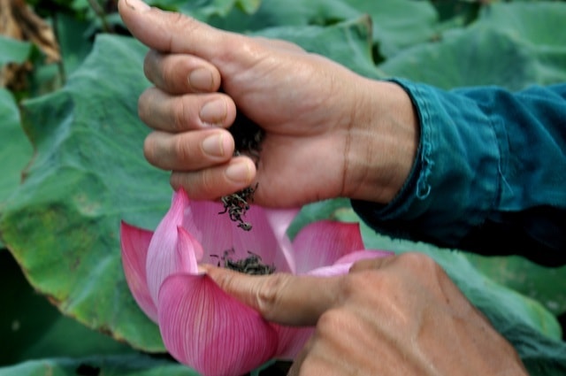 Giống sen của gia đình anh Cường đang trồng chủ yếu dùng để lấy hạt, tuy nhiên, tất cả những gì từ cây sen đều có thể cho giá trị kinh tế.