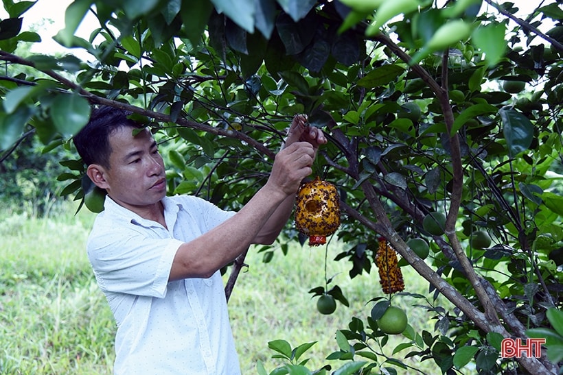 Toàn bộ diện tích được sản xuất theo hướng VietGAP.