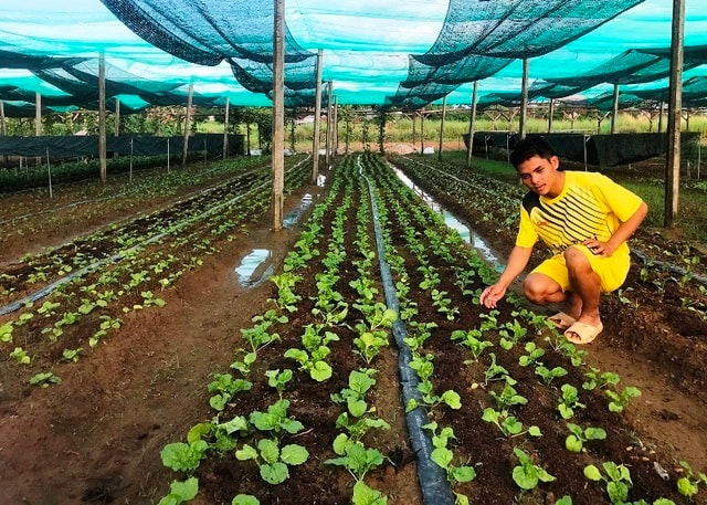Anh Công dùng các loại tỏi, ớt, sả,... trị sâu bệnh cho rau. (Ảnh: Dân Trí)