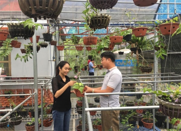 Vườn lan xóm núi nhưng được rất nhiều khách từ khắp nơi đến tham quan, học hỏi. Ảnh : Đồng Văn Thưởng.