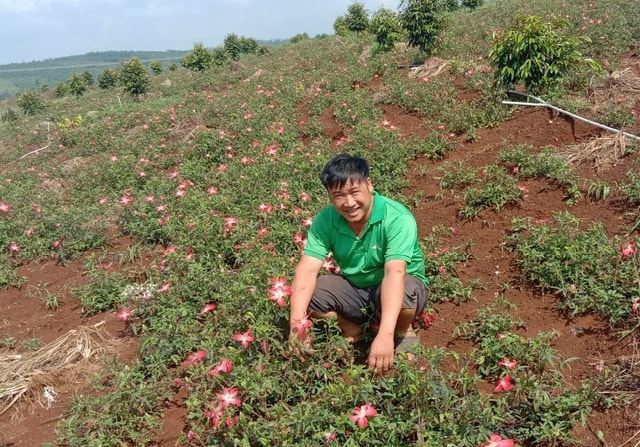 Anh Khang trồng kết hợp sâm bố chính trên diện tích đất trồng khoai của gia đình