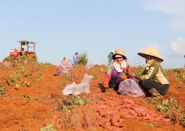 Khoai lang Tuy Đức giúp nhiều hộ dân thoát nghèo