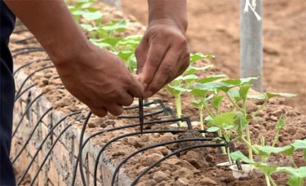 Cây trồng được tưới dung dịch dinh dưỡng nhỏ giọt, giúp tối ưu hóa chi phí đầu vào. Ảnh: Phạm Hạnh.