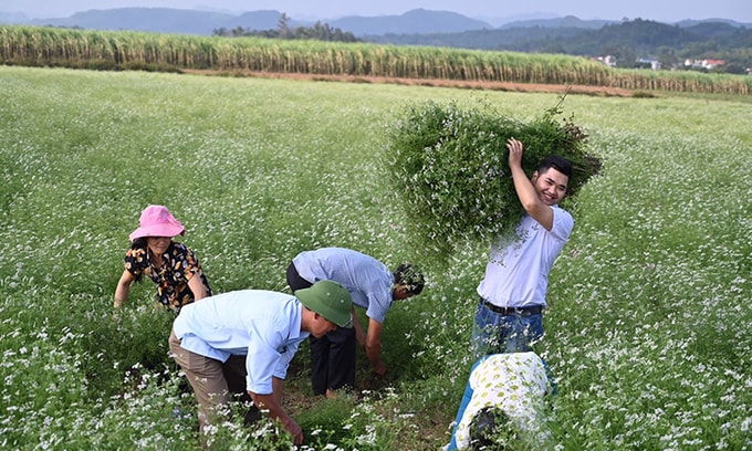 Dương Ngọc Trường khai thác mùi già trên cánh đồng 4ha để chiết xuất tinh dầu cùng người dân xã Thạch Sơn, huyện Thạch Thành, Thanh Hóa. Ảnh: Nhân vật cung cấp.