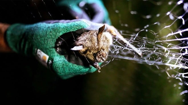 Một trong 2 virus mới được phát hiện gây bệnh cho dơi ở Uganda. (Ảnh: Science Magazine).
