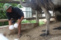 Khởi nghiệp nông nghiệp: Vươn lên làm giàu thành công từ nuôi chim Đà điểu