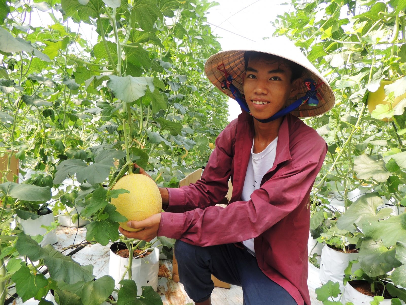  Cần giải pháp cho sản xuất và xuất khẩu nông sản bền vững