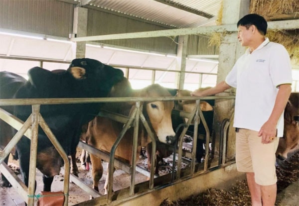 Trại nuôi bò thịt sẽ được mở rộng quy mô để nâng tổng đàn. Ảnh: B. Châu.
