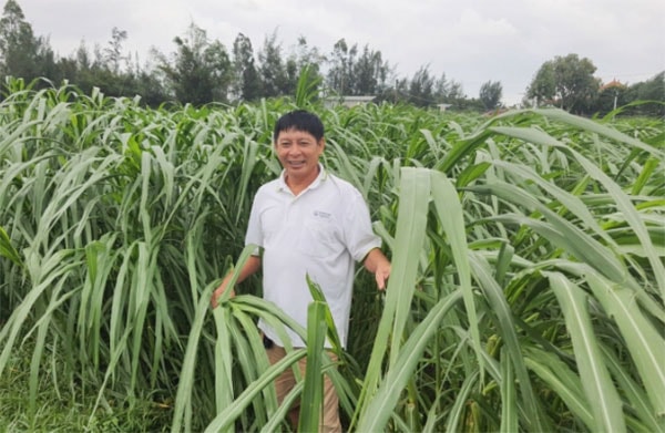 Ruộng trồng cỏ để làm thức ăn nuôi bò. Ảnh: B. Châu.
