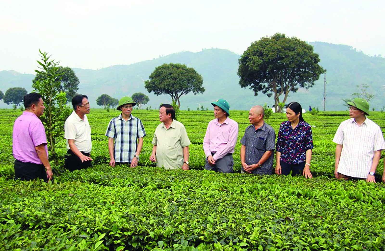  Phó Chủ tịch UBND tỉnh Hà Trọng Hải cùng đoàn công tác Hiệp hội mắc ca Việt Nam tham quan cây mắc ca trồng xen chè tại thị trấn Tân Uyên.