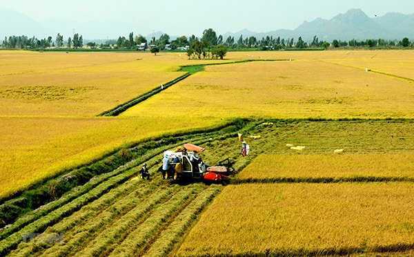 Sau nhiều năm thực hiện tích tụ đất đai, số lượng doanh nghiệp trực tiếp đầu tư vào sản xuất nông nghiệp vẫn rất nhỏ bé.