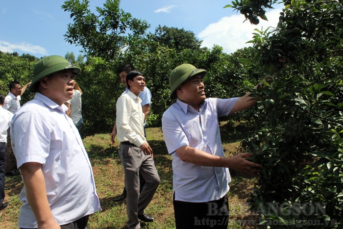 Hồ Tiến Thiệu, Phó Chủ tịch UBND tỉnh cùng đoàn công tác kiểm tra thực tế mô hình phát triển sản xuất tại thôn Đồng Ngầu, xã Cai Kinh