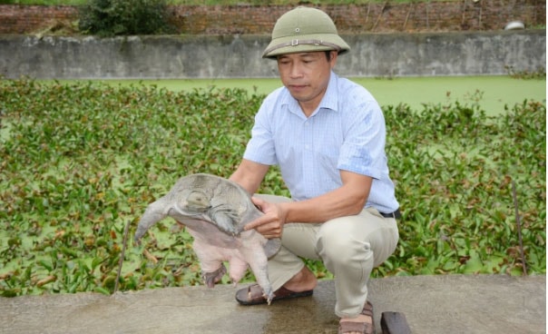 Ông Nguyễn Văn Nghị bên ao ba ba giống.