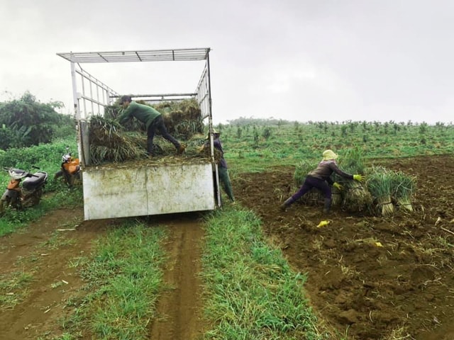 Cây giống sả chanh được đưa đến hộ nông dân để chuẩn bị cho mùa vụ mới