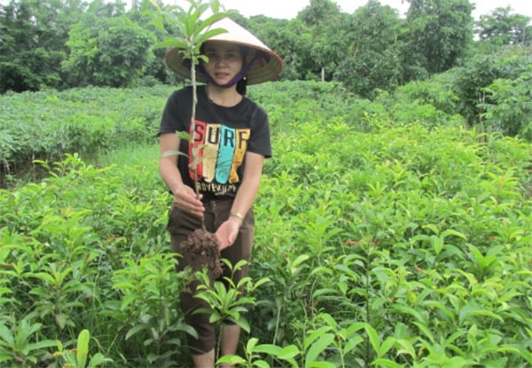 Vườn ươm giống hồng xiêm xoài.