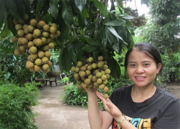 Nhãn quả đầu dòng T6.