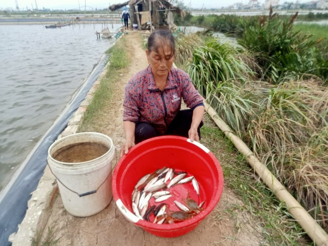 Nhiều hộ nuôi tranh thủ đặt bóng vớt vát những con tôm, con cá còn sót lại trong hồ