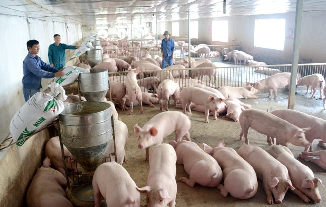 Các doanh nghiệp ngành chăn nuôi đang có lãi lớn nhờ nuôi heo.