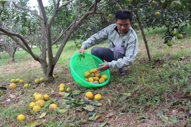 Theo người dân, do thời gian qua lượng mưa kéo dài khiến cam bị úng nước, xuất hiện những chấm đen và rụng dần. Nhiều vườn cam tỷ lệ rụng khoảng 15 – 20%, có vườn rụng hơn 30%.