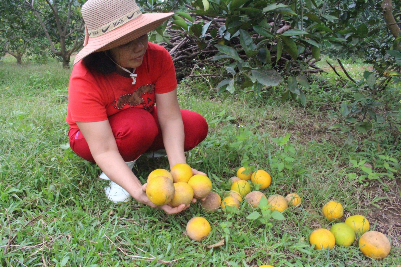 Đây cũng là “thảm cảnh” chung của nhiều hộ dân trồng cam tại vùng này. Ngồi thẫn thờ nhìn vườn cam rụng kín gốc, bà Võ Thị Loan (thôn Anh Hùng) cho hay: “Gia đình tôi có khoảng 1.500 gốc cam đã đến kỳ thu hoạch. Mấy ngày nay cam rụng kín gốc, tôi phải thuê người đến nhặt đem đi đổ, mỗi ngày khoảng hơn 2 tạ. Vừa thiệt hại cam, vừa phải bỏ tiền thuê người nhặt đem đổ và đào hố ngây trong vườn để chôn. Tính đến nay, gia đình tôi thiệt hại 10 tấn, tính ra mất trắng hơn 250 triệu đồng”.