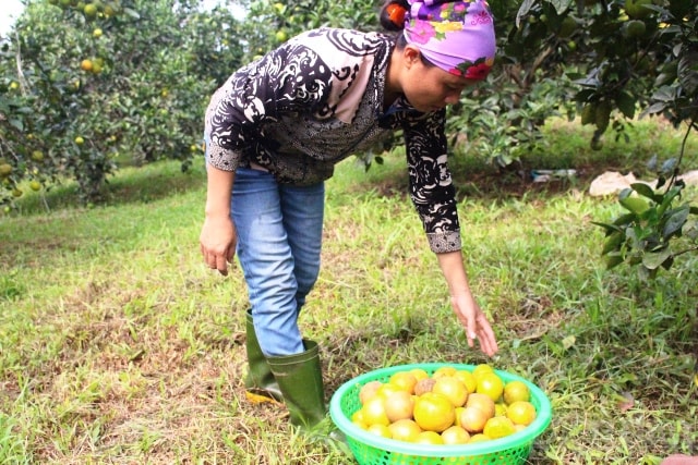 “Tôi trồng cam ở vùng này lâu năm nhưng chưa bao giờ cam rụng nhiều như thế này. Sáng nào nhìn cam rụng kín gốc lại nóng ruột nóng gan. Cam là loại cây không chịu úng được nên mưa lớn trong thời gian dài gây ra nấm, sâu bệnh, nếu thời tiết còn mưa thì cam sẽ tiếp tục rụng nữa”, chị Phương ngậm ngùi.